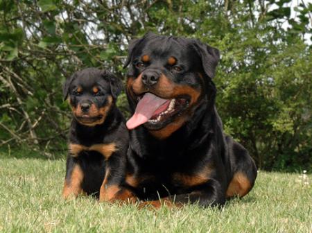 rottweiler