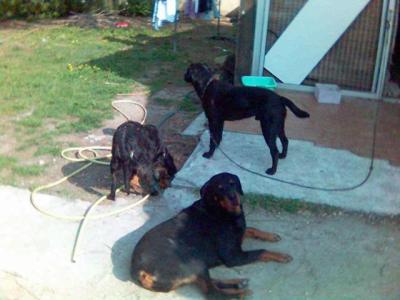 ELEVAGE DE ROTTWEILER